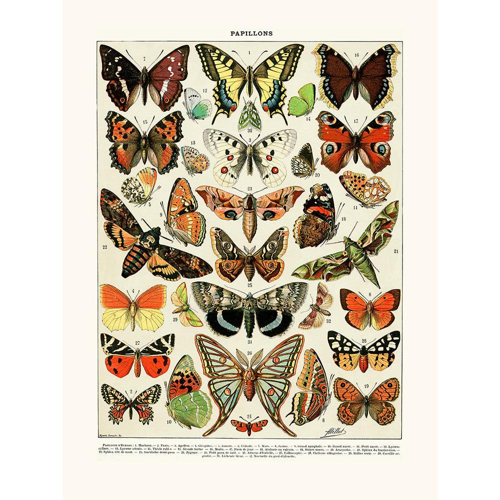 Sciences Naturelles - Papillons D'Europe