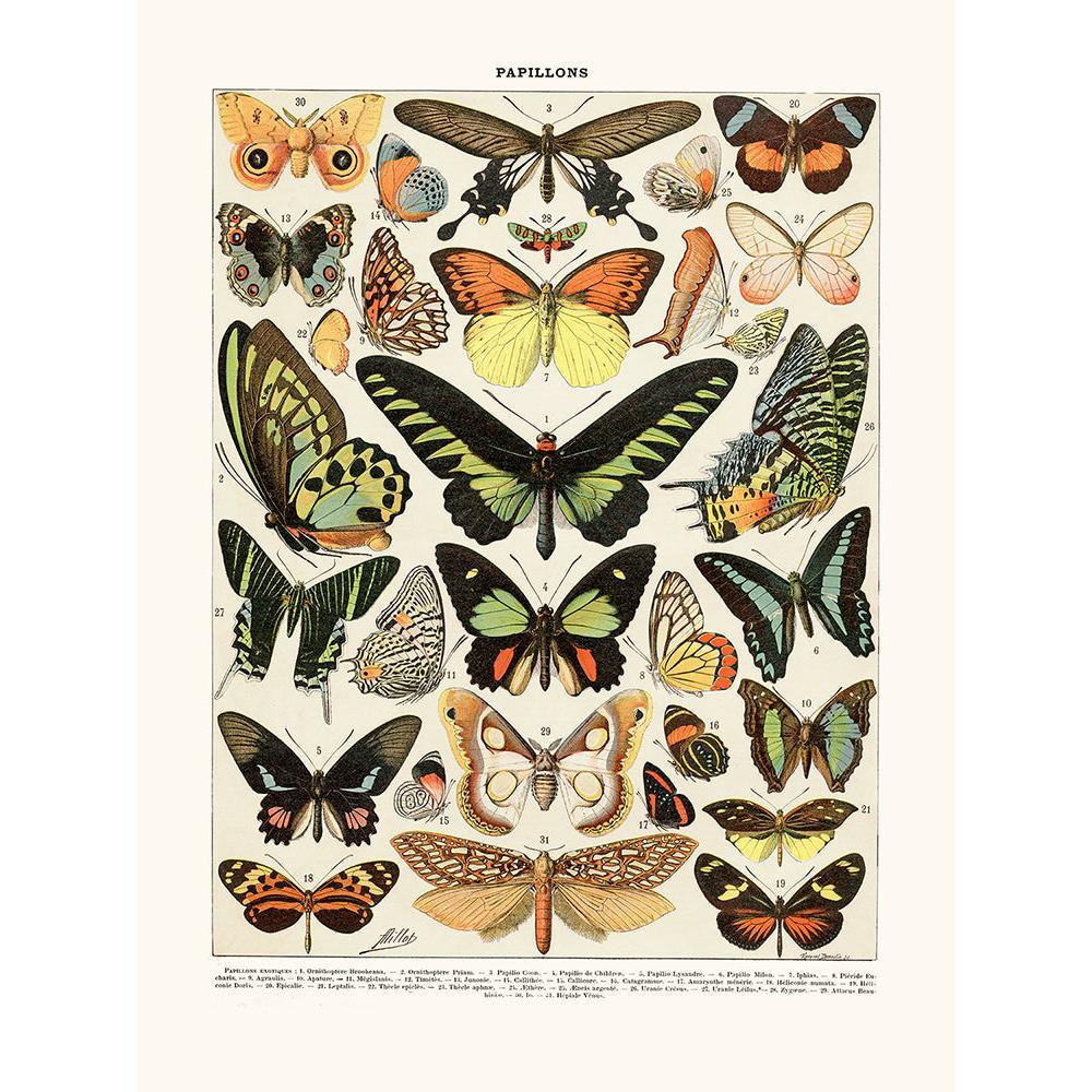 Sciences Naturelles - Papillons Exotiques