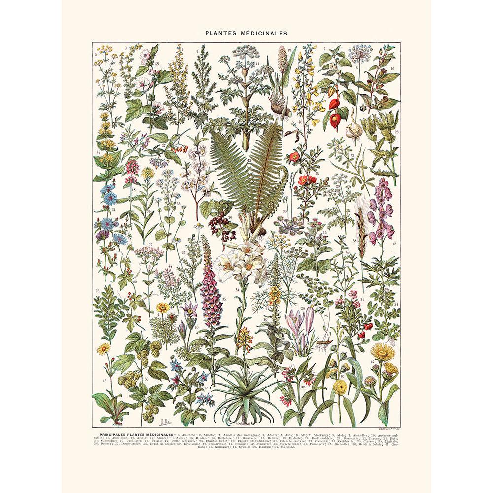 Sciences Naturelles - Plantes Medicinales (Absinthe..)