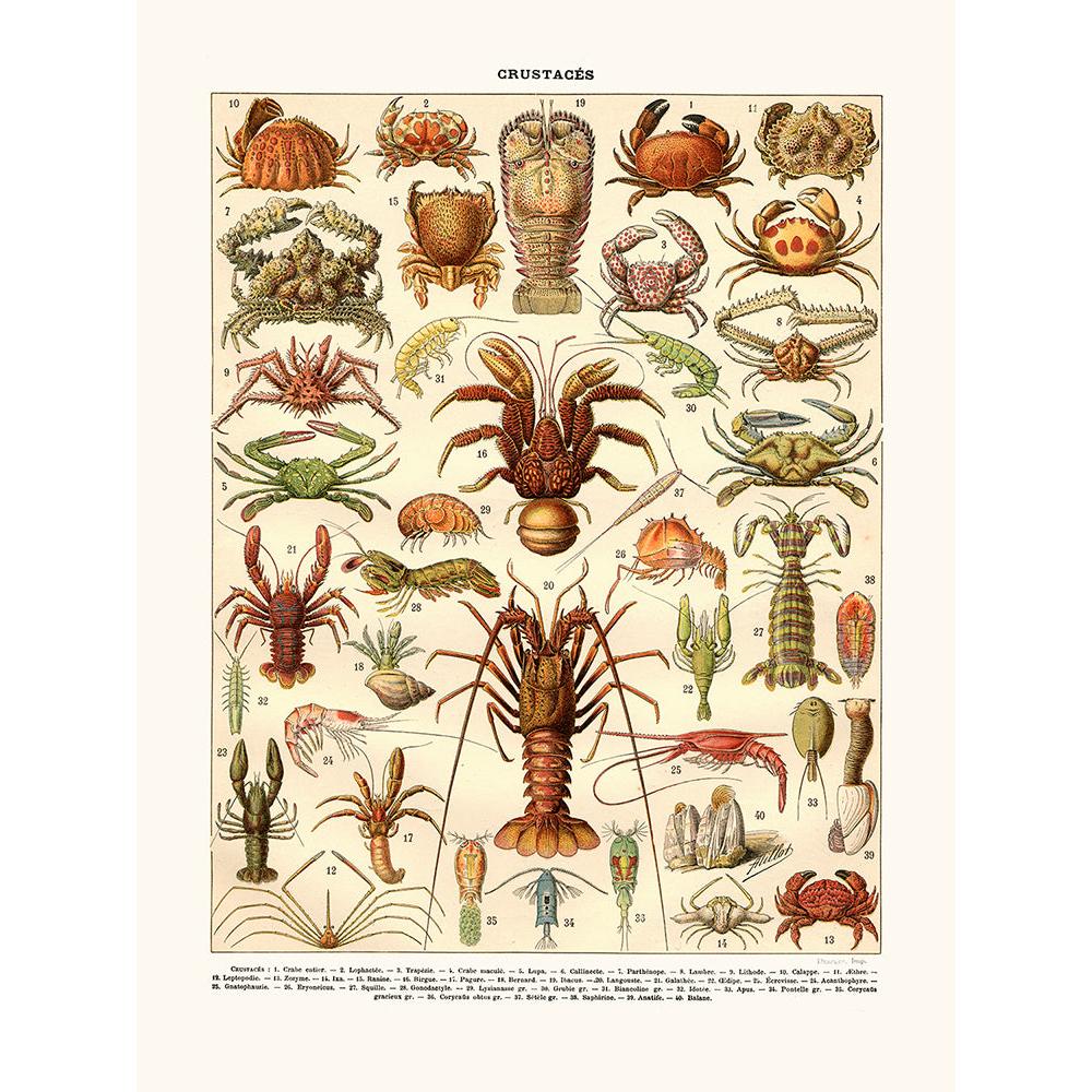 Sciences Naturelles - Crustacés