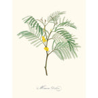 Sciences Naturelles - Mimosa