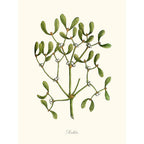Sciences Naturelles - Mistletoe,Gui
