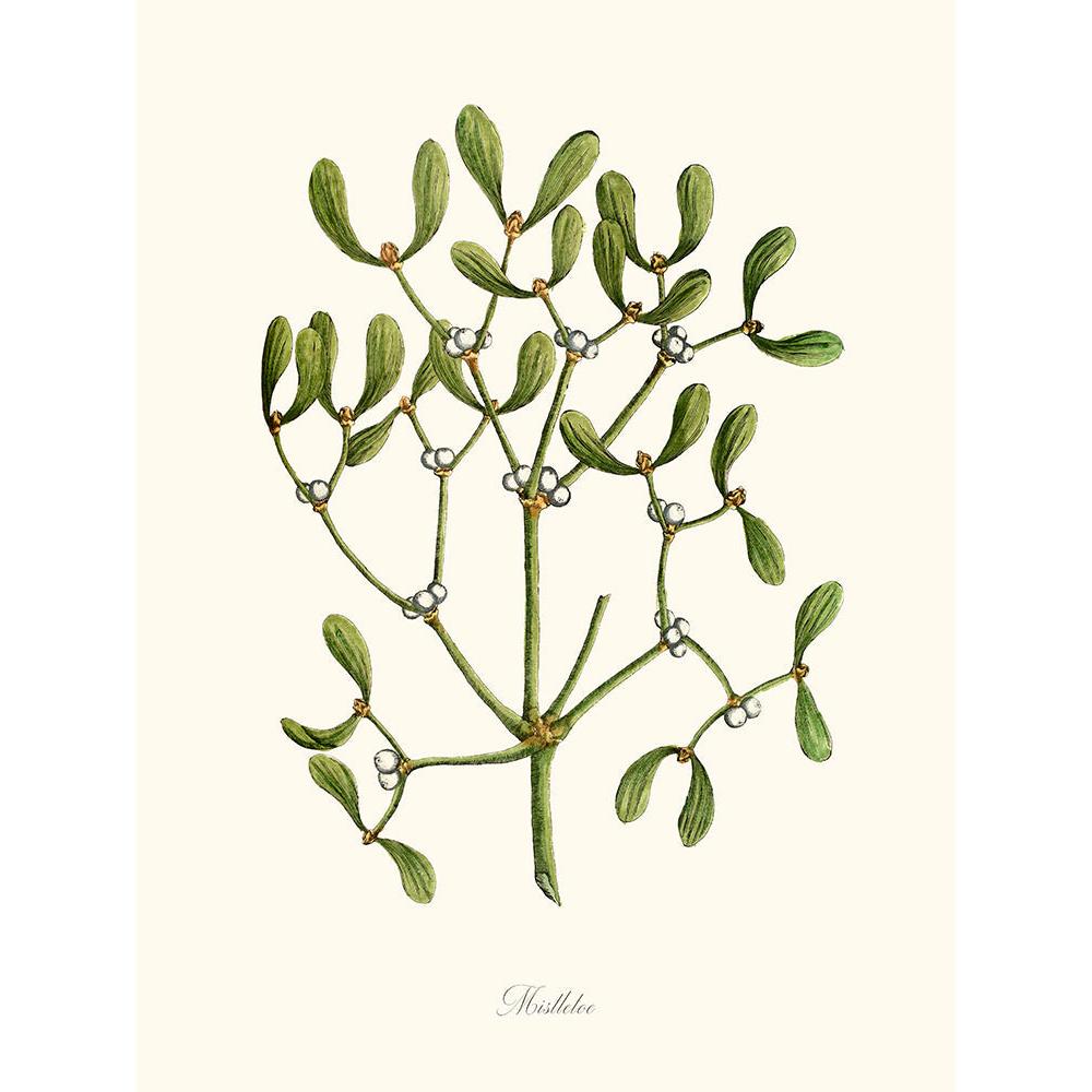 Sciences Naturelles - Mistletoe,Gui