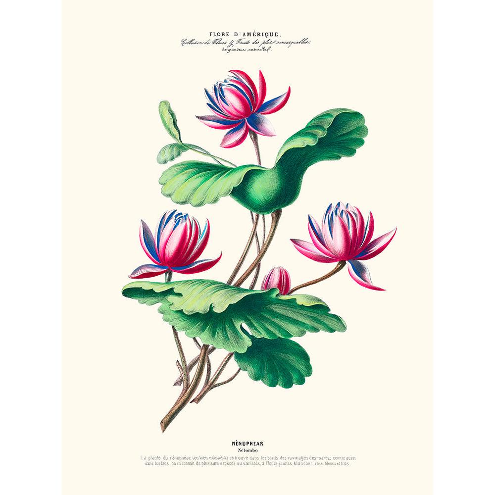 Sciences Naturelles - Nénuphear,Flore D'Amérique