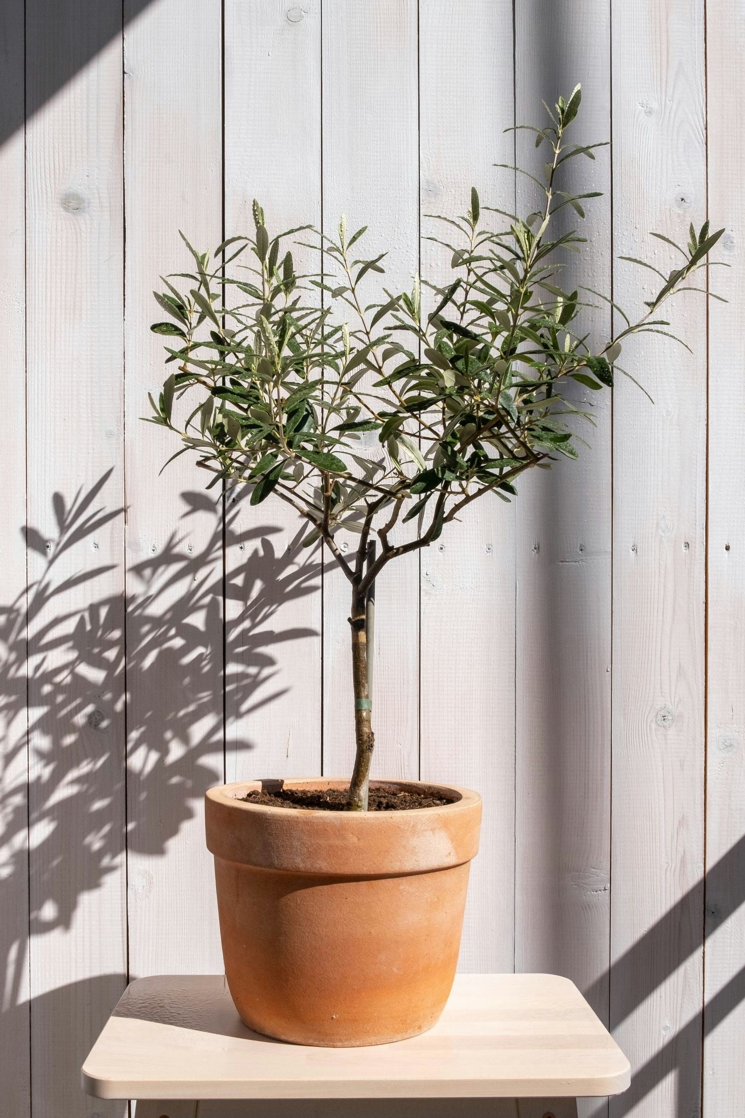 Lot De 2 Oliviers Sur Tige – Plante D’Extérieur