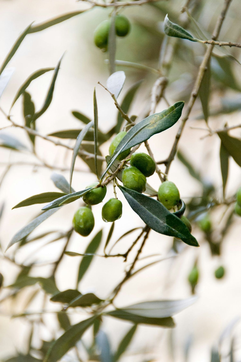 Olivier Xl ‘Olea Europaea’ Sur Tige – Plante D’Extérieur