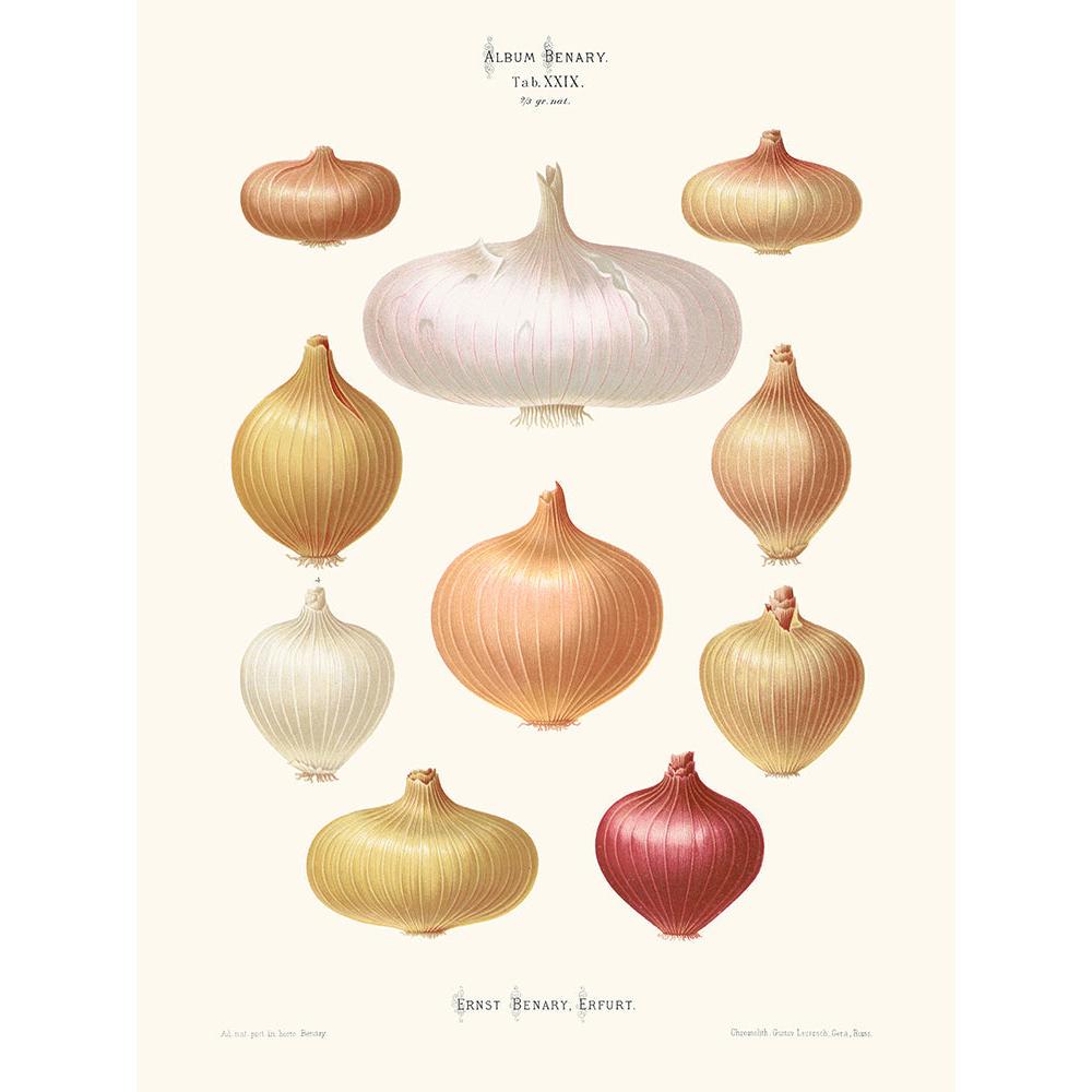 Sciences Naturelles - Oignons,Ernst Benary