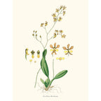 Sciences Naturelles - Oncidium Barbatum