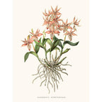 Sciences Naturelles - Orchidée Barkeria