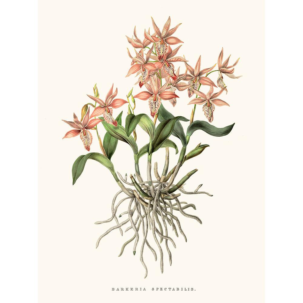 Sciences Naturelles - Orchidée Barkeria