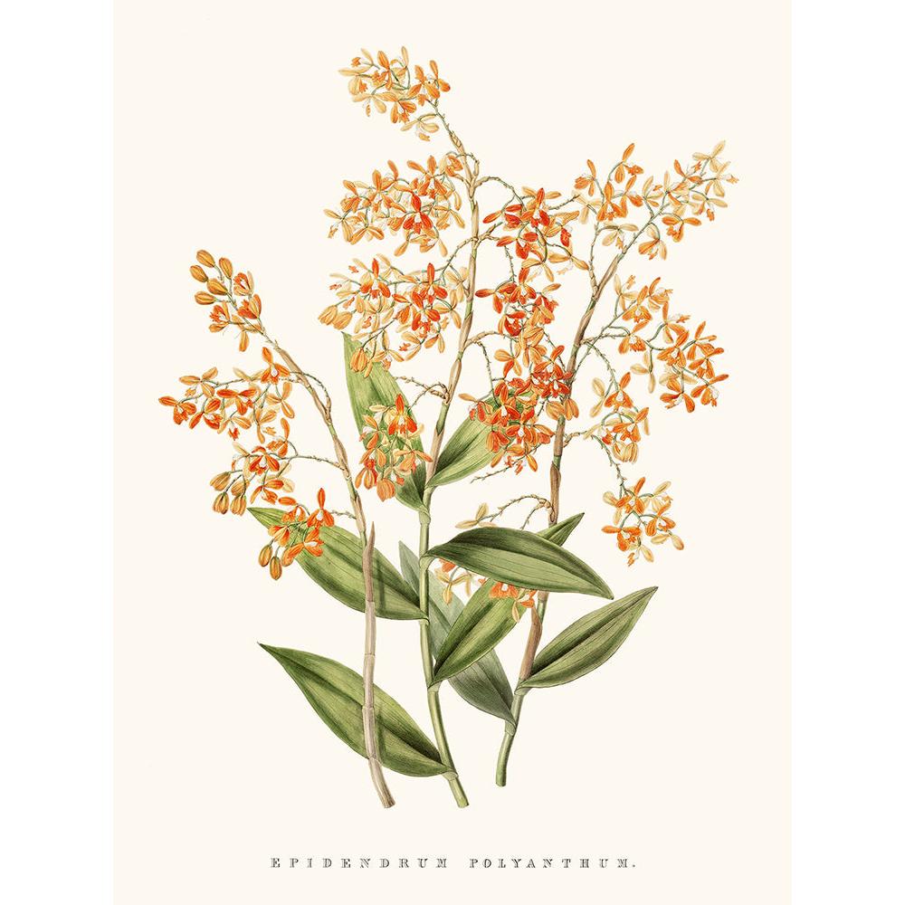 Sciences Naturelles - Orchidée Epidendrum Orange