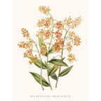 Sciences Naturelles - Orchidée Epidendrum Orange