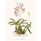 Sciences Naturelles - Orchidée Laélia