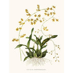 Sciences Naturelles - Orchidée Oncidium