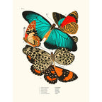 Sciences Naturelles - Papillons Séguy PL11