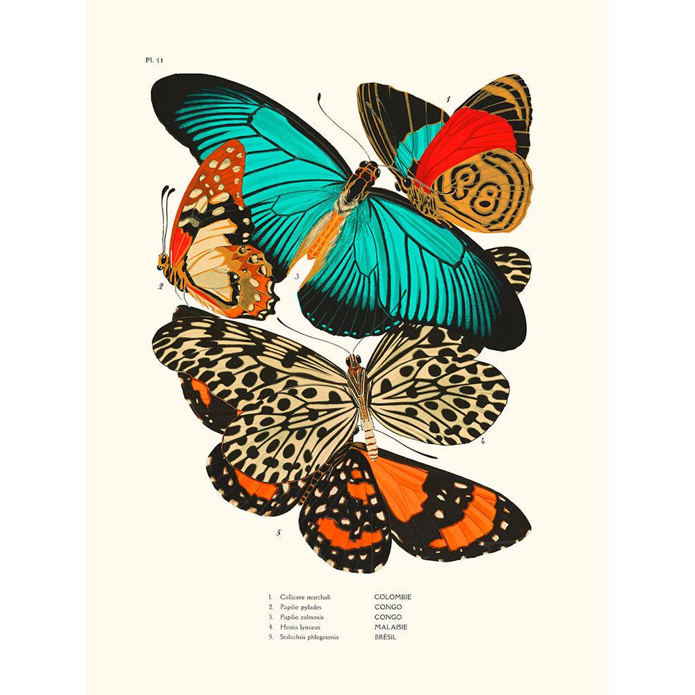 Sciences Naturelles - Papillons Séguy PL11