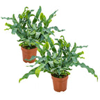 Lot De 2 Phlebodium Bluestar – Plante D'Intérieur