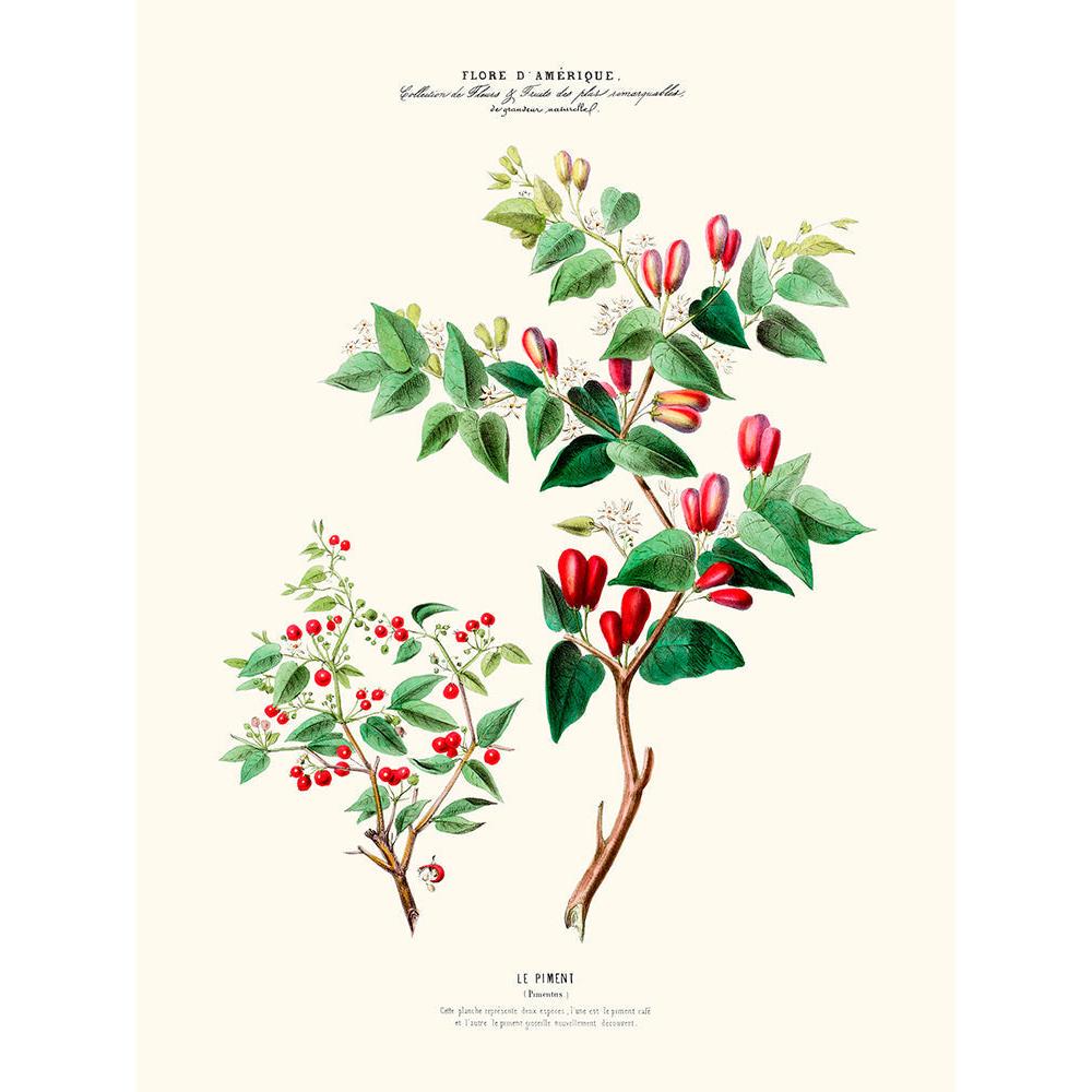 Sciences Naturelles - Le Piment,Flore D'Amérique