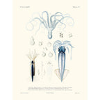 Sciences Naturelles - Poulpe Blanc Et Calmar,mollusques N°1,La Coquille