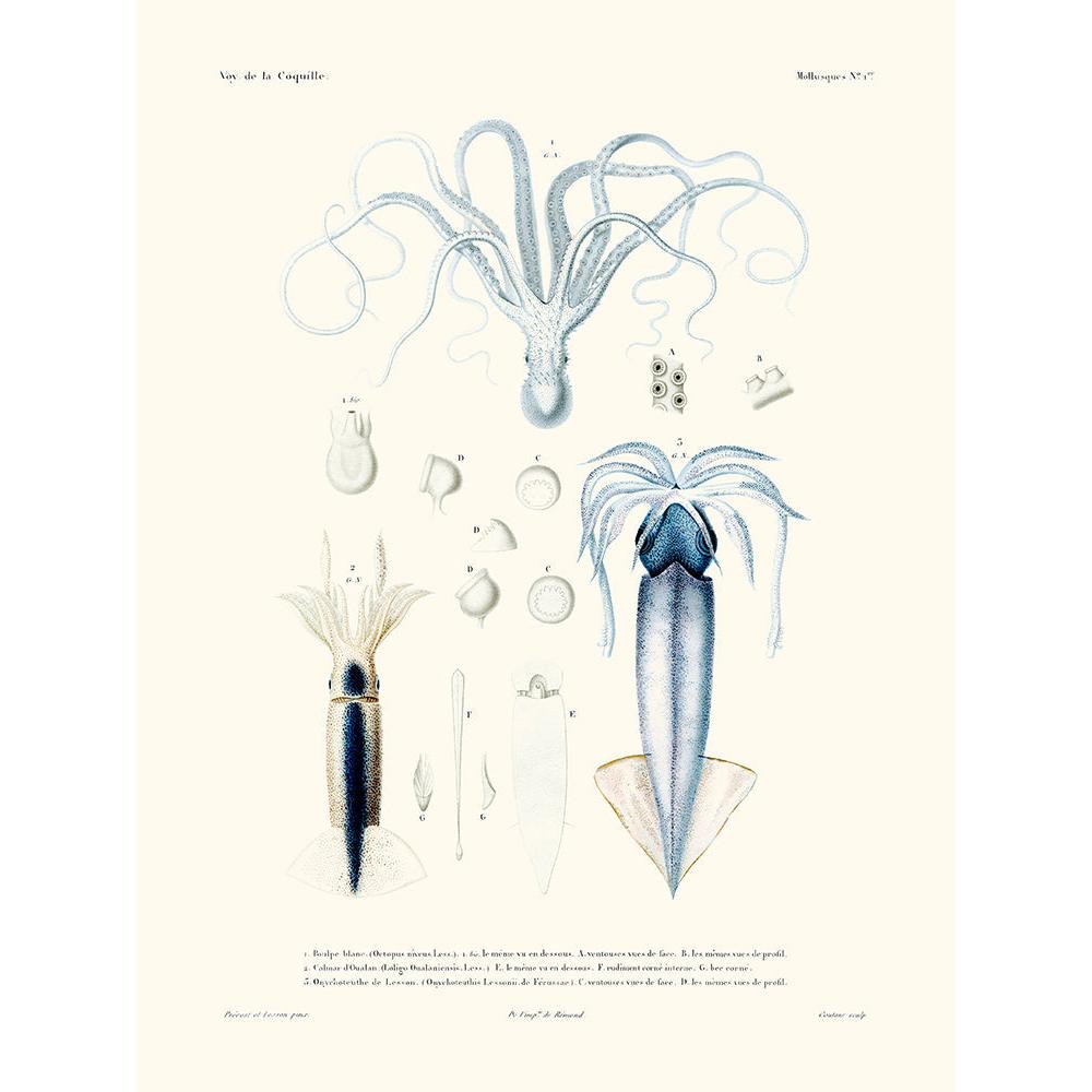 Sciences Naturelles - Poulpe Blanc Et Calmar,mollusques N°1,La Coquille