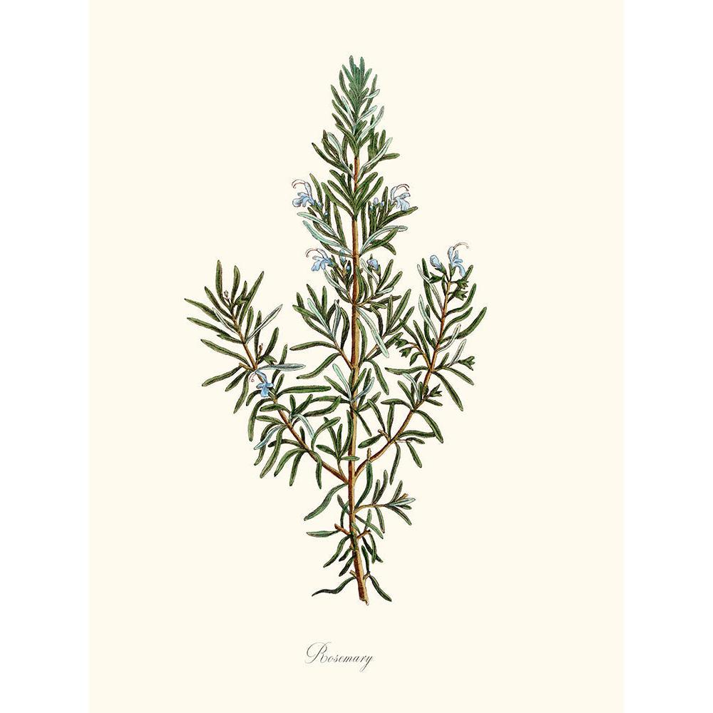 Sciences Naturelles - Rosemary,Romarin