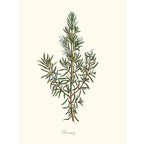 Sciences Naturelles - Rosemary,Romarin