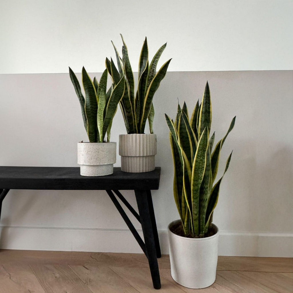 Lot De 2 Sansevières Laurentii – Plante D'Intérieur