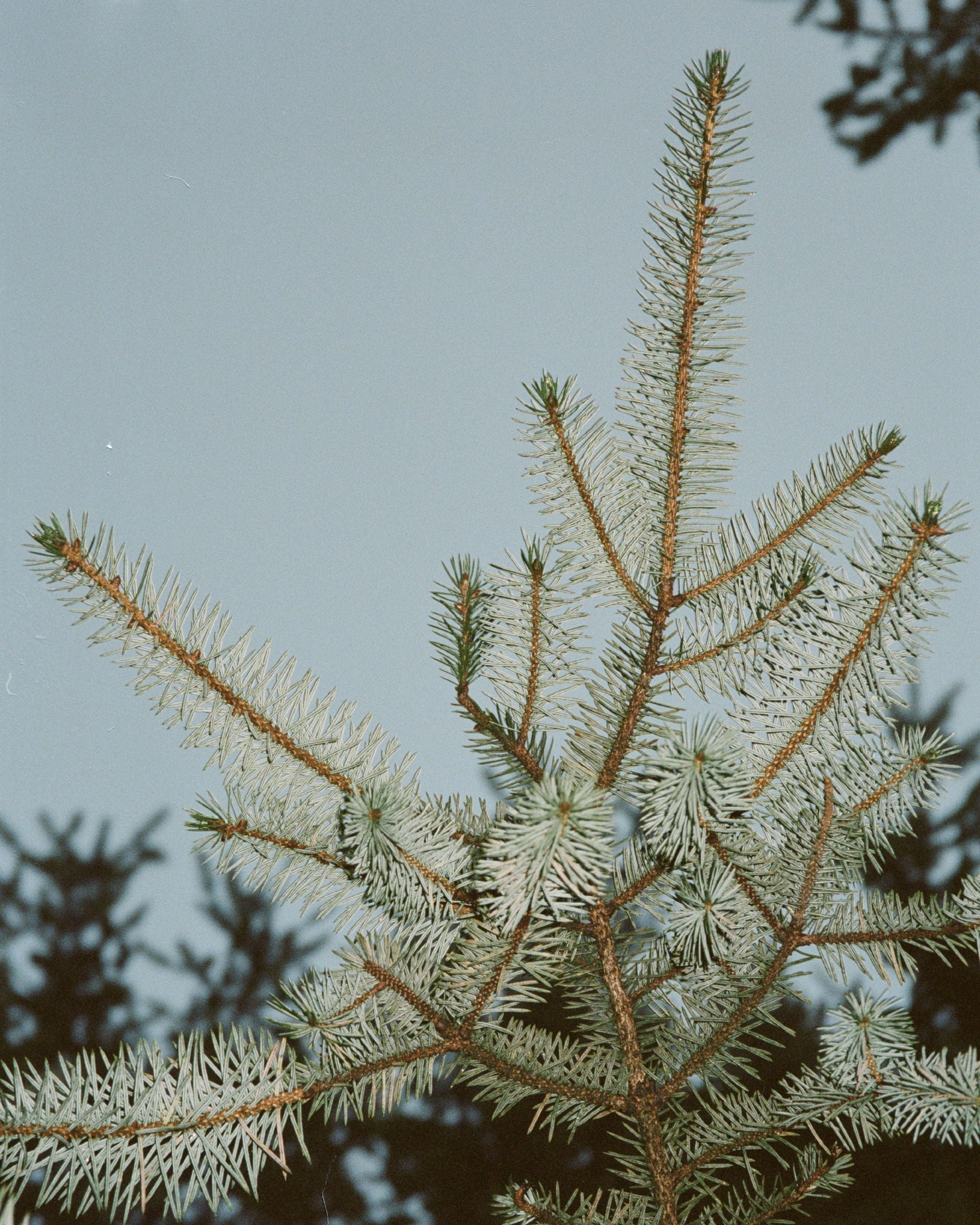 332 · Diffuseur D'Intérieur · Winter Pine · 200 ML