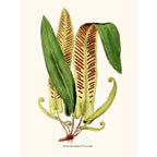 Sciences Naturelles - Scolopendrium Vulgare