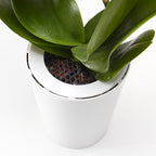 Pot suspendu renversé en plastique moyen Sky Planter blanc - INSIDE Box - Shop - Conseil