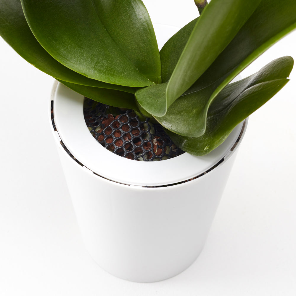 Pot suspendu renversé en plastique moyen Sky Planter blanc - INSIDE Box - Shop - Conseil