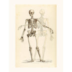 Sciences Naturelles - Etude De Squelette