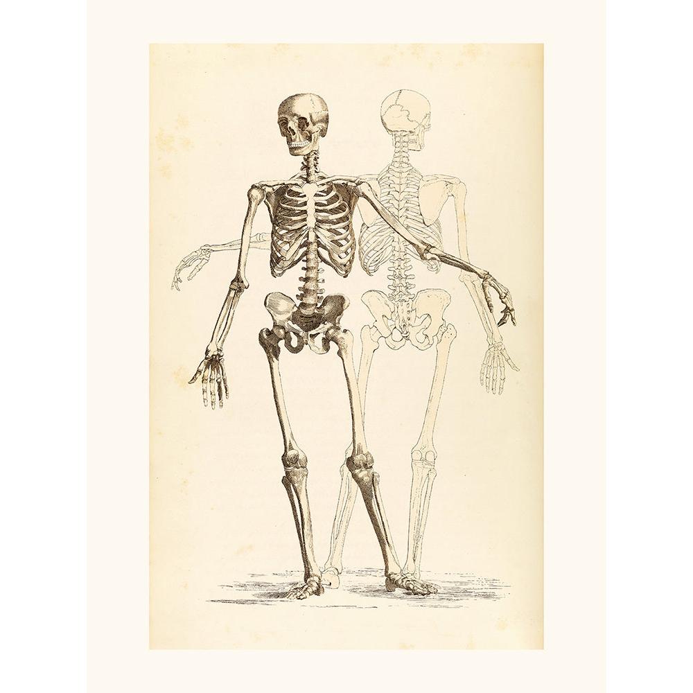 Sciences Naturelles - Etude De Squelette