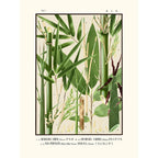 Sciences Naturelles - Tab 7,Arundinaria Simoni (Icones Of The Bamboos Of Japan)