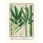 Sciences Naturelles - Tab 8,Sasa Nipponica (Icones Of The Bamboos Of Japan)