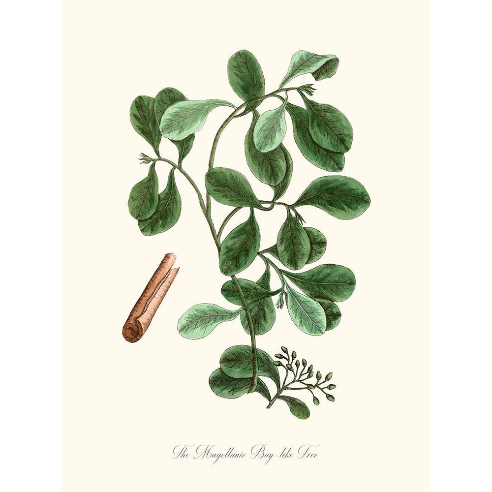 Sciences Naturelles - The Magellanic Bay-like Tree,Cannelle De Magellan