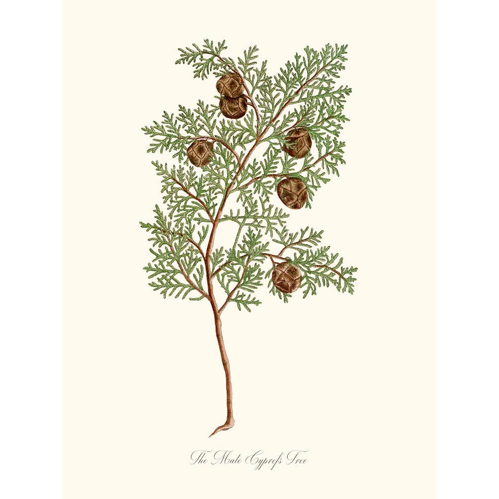 Sciences Naturelles - The Mate Cyprefs Tree,Le Cyprès Ou Cupressus