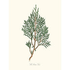 Sciences Naturelles - The Savine Tree,Genévrier
