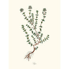 Sciences Naturelles - Thyme,Thym