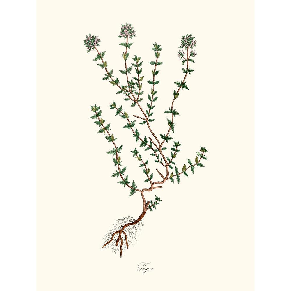 Sciences Naturelles - Thyme,Thym