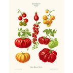 Sciences Naturelles - Tomates,Ernst Benary