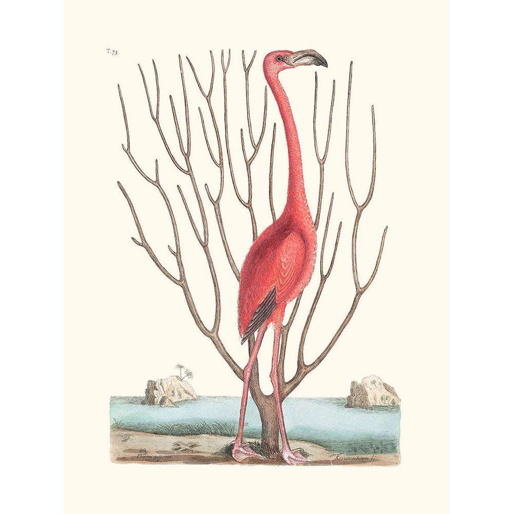 Sciences Naturelles - Flamant Des Bahamas