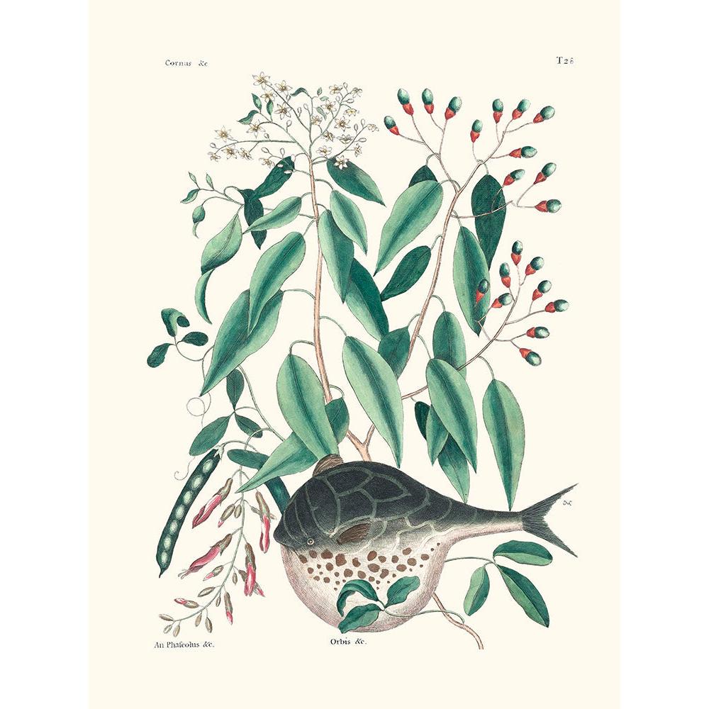 Sciences Naturelles - Globe-fish