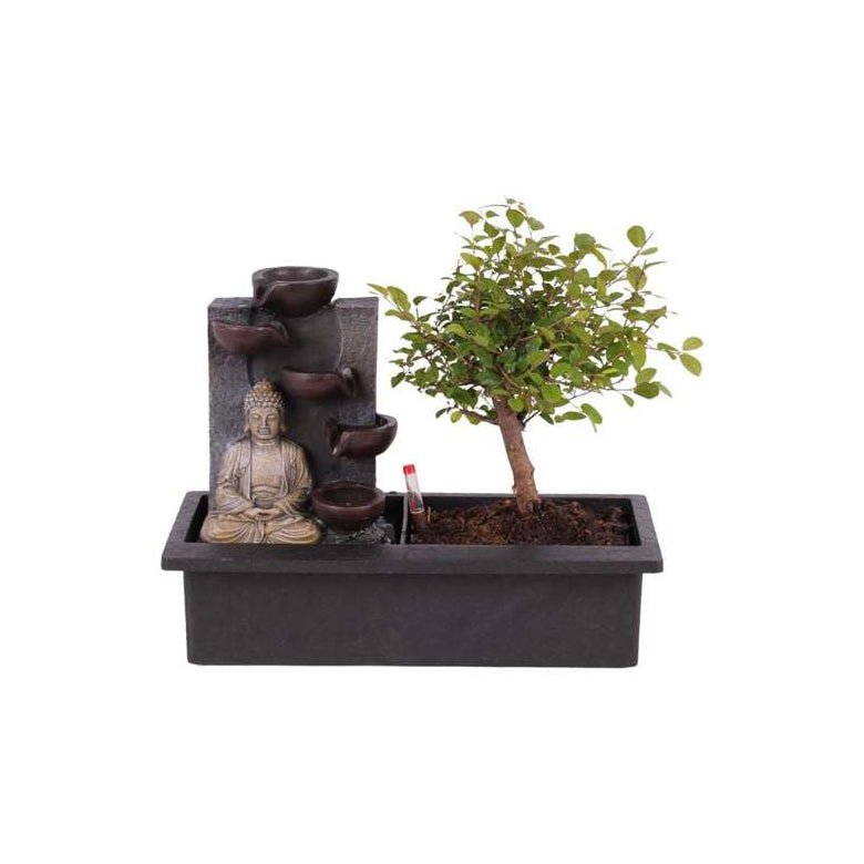 Bonsai Waterfall set 'Bouddha' Édition 2022 - Plantes D'Intérieur - Perfect Plant - The Bradery