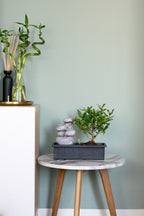 Bonsai Waterfall set 'Stones' Édition 2022 - Plantes D'Intérieur - Perfect Plant - The Bradery