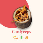 French Mush compléments alimentaires à base d'extraits de champignons médicinaux biologiques fabriqués en France Maximisez Votre Performance Sportive avec le Cordyceps Bio - poudre -