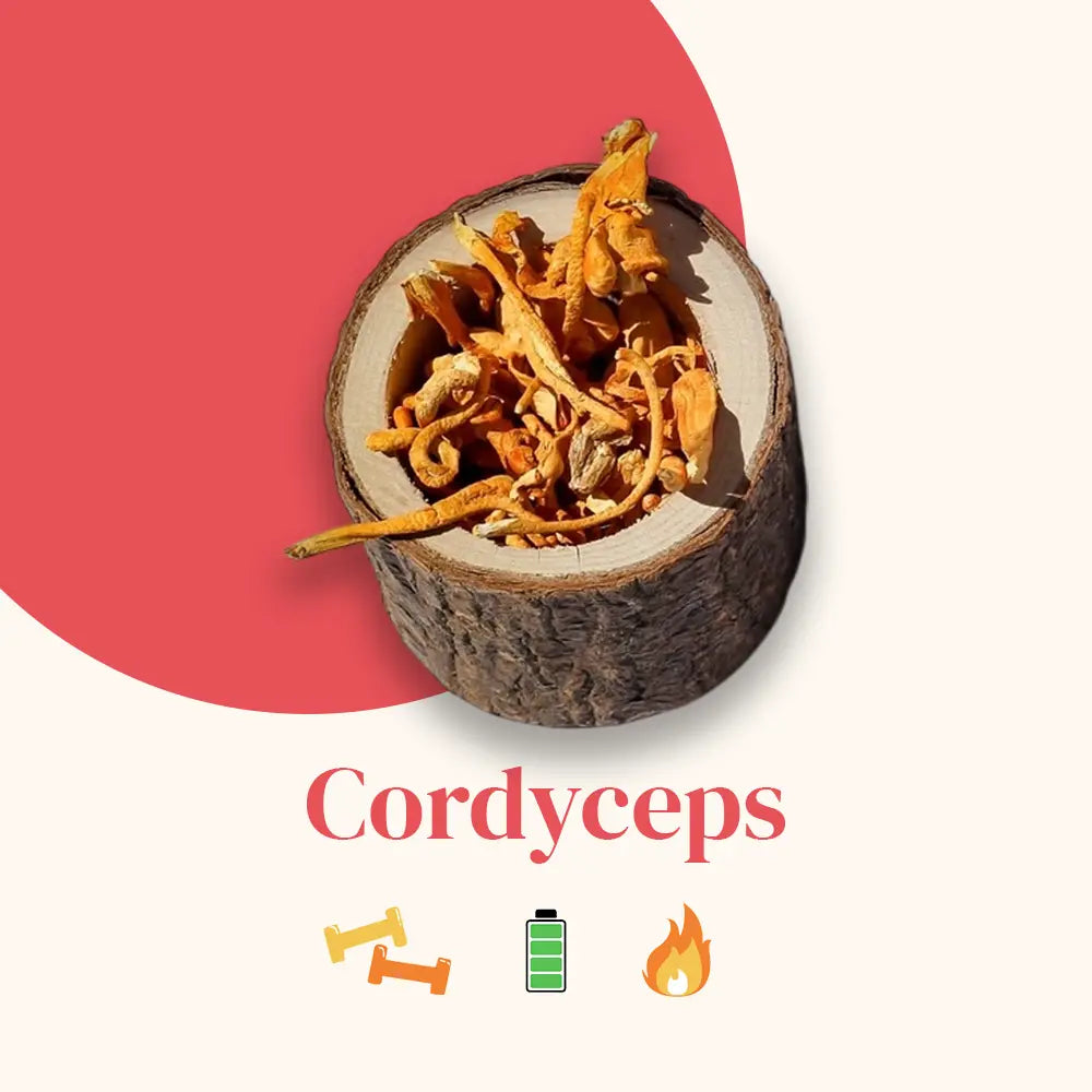 French Mush compléments alimentaires à base d'extraits de champignons médicinaux biologiques fabriqués en France Maximisez Votre Performance Sportive avec le Cordyceps Bio - poudre -