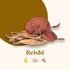 French Mush compléments alimentaires à base d'extraits de champignons médicinaux biologiques fabriqués en France Le Reishi Bio - gélules -