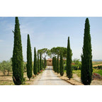 Cyprès de Toscane Plantes Vertes Perfect Plant