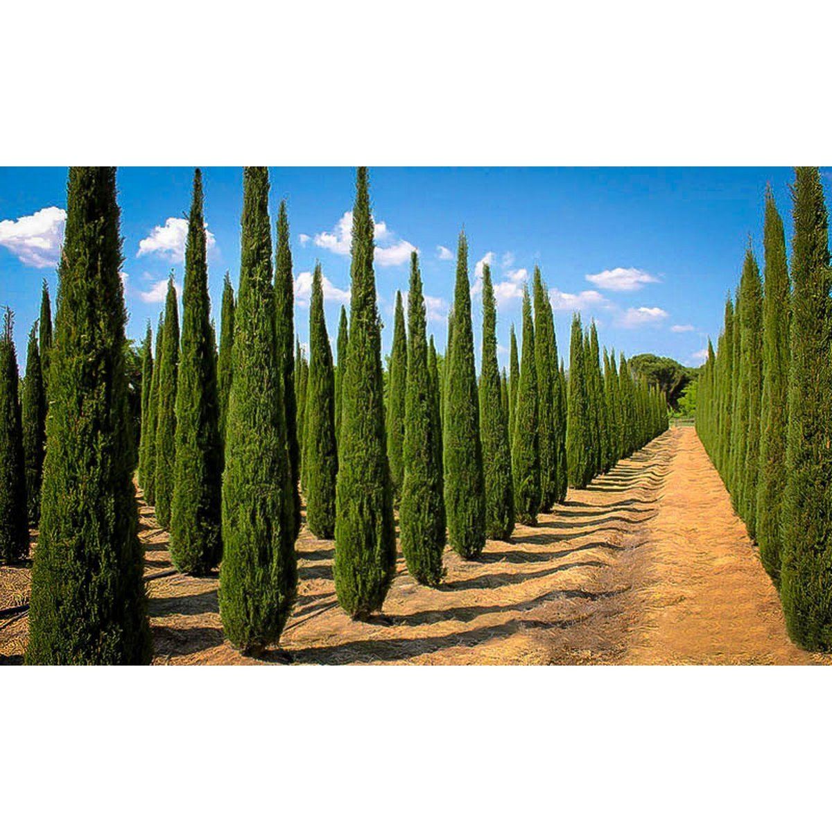 Cyprès de Toscane Plantes Vertes Perfect Plant